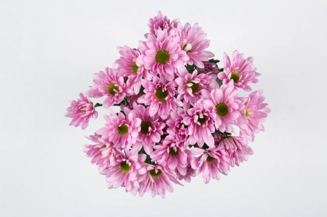 Atlantis Pink